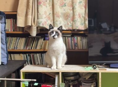 シャムの子ねこパンダくん。カーテンから、ズルっと滑り落ちた後の動画、恥ずかしそうに隠れる姿を見る三毛猫ミックス