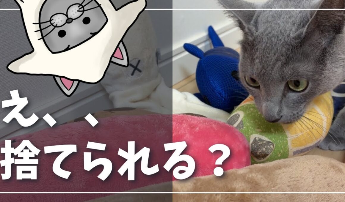 蹴りぐるみ総回収に不安になる猫【ロシアンブルー】