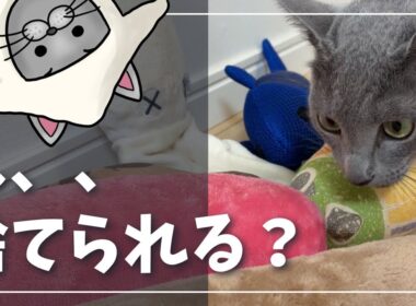 蹴りぐるみ総回収に不安になる猫【ロシアンブルー】