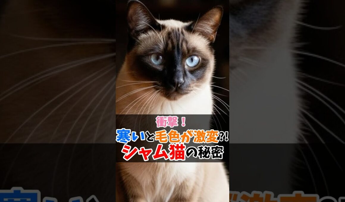 【衝撃】寒いと毛色が激変！シャム猫の秘密 #猫のいる生活 #猫好きさんと繋がりたい #シャム猫 #ペットのいる暮らし