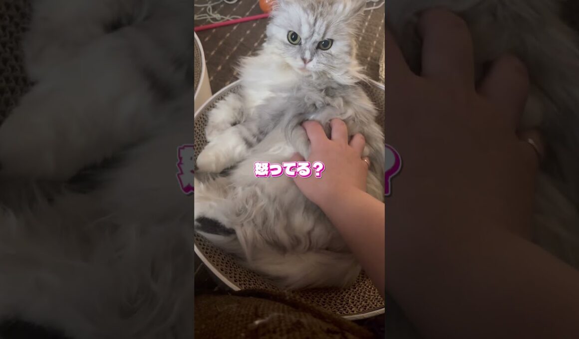 怒ってるみたいに見えるでしょ？#猫 #猫のいる暮らし #ペルシャ #スコティッシュ #shorts