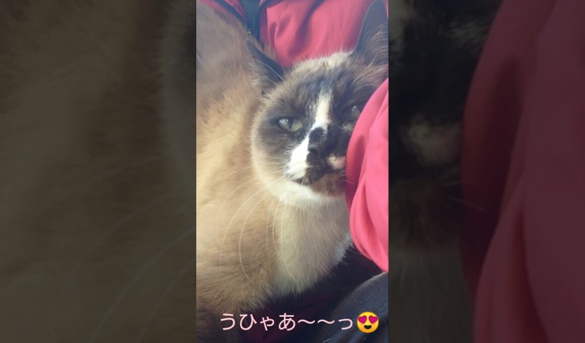 そんな甘えかたは反則やって〜 #猫 #ねこ #cat #かわいい #Shorts