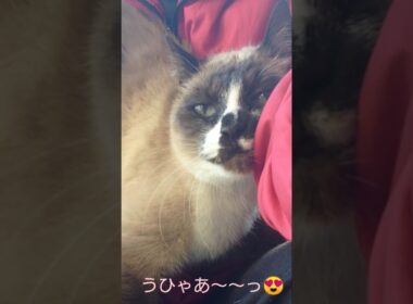 そんな甘えかたは反則やって〜 #猫 #ねこ #cat #かわいい #Shorts