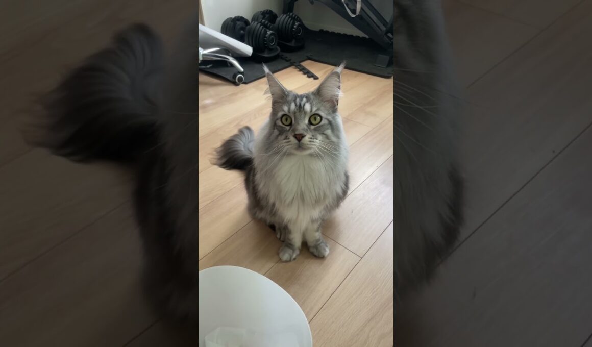 おしゃべり「メインクーン」#メインクーン #ラグドール #mainecoon #ragdoll #cat