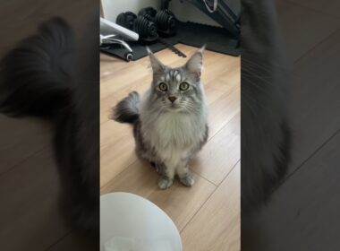 おしゃべり「メインクーン」#メインクーン #ラグドール #mainecoon #ragdoll #cat