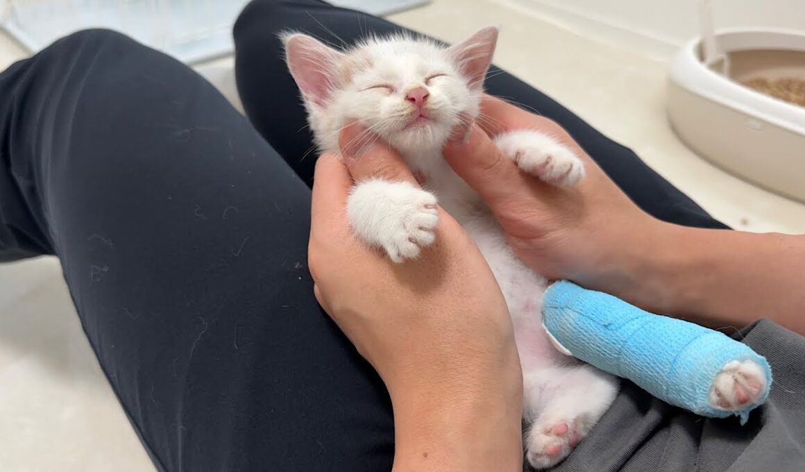 怪我してた生後1か月の子猫を連れて帰ったら初日でまさかのこうなっちゃいました…笑
