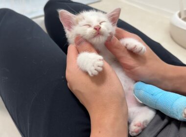 怪我してた生後1か月の子猫を連れて帰ったら初日でまさかのこうなっちゃいました…笑