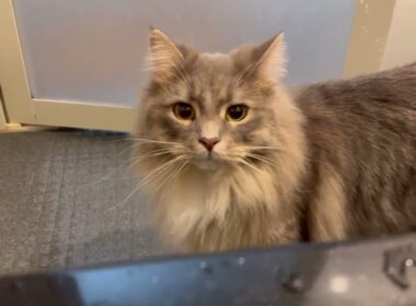 お風呂待ちする猫と寄り添い寝る猫　ラガマフィン　サイベリアンA cat waiting for a bath and another cat sleeping next to it.