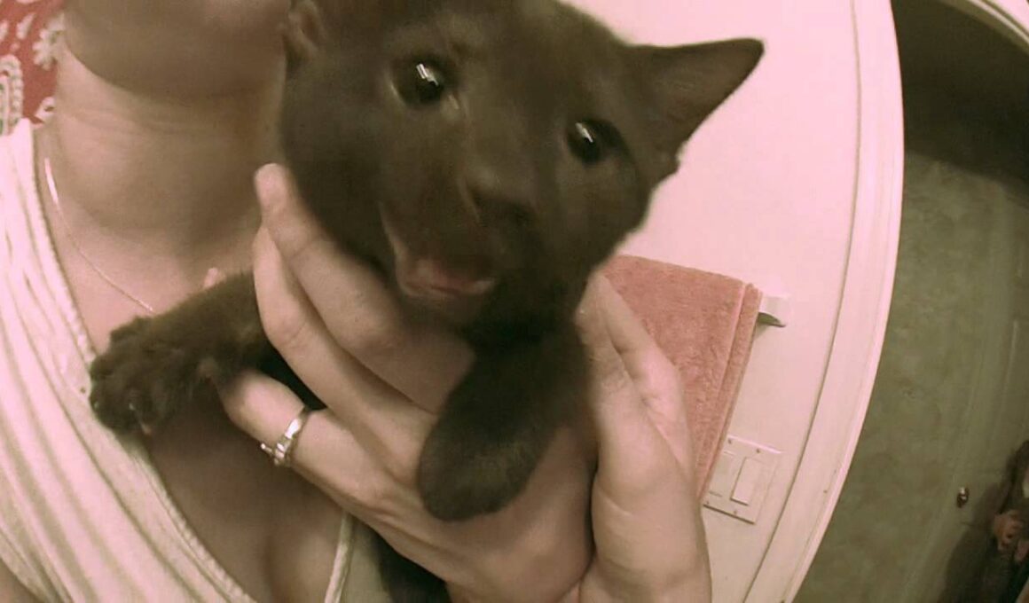 Baby Fidel (Rare Havana Brown Cat)