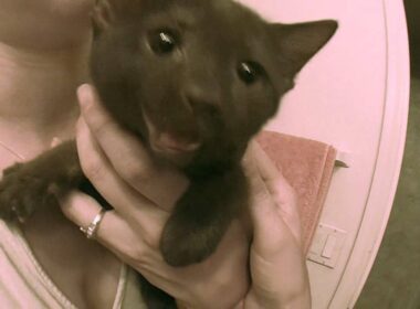 Baby Fidel (Rare Havana Brown Cat)