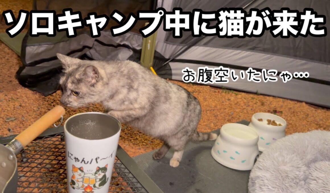 キャンプしていたらお腹を空かせた子猫がご飯を求めてやってきました。かわいそう…どうしよう…