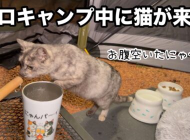 キャンプしていたらお腹を空かせた子猫がご飯を求めてやってきました。かわいそう…どうしよう…