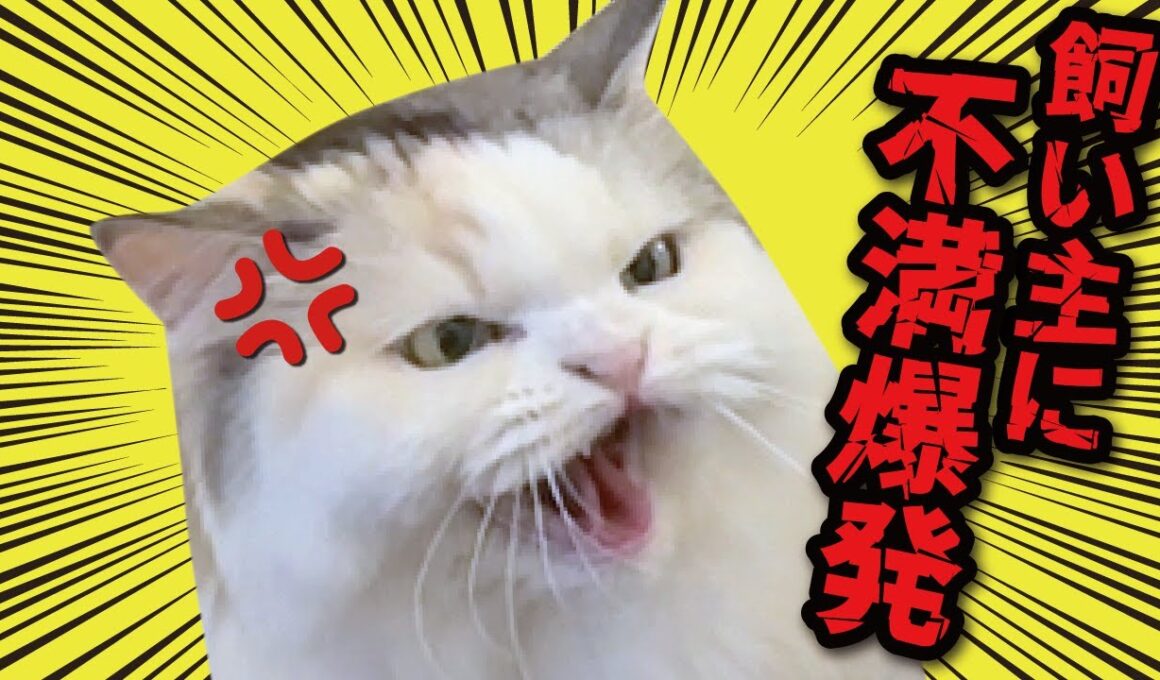 猫たちから飼い主に特大クレームがあるみたいです