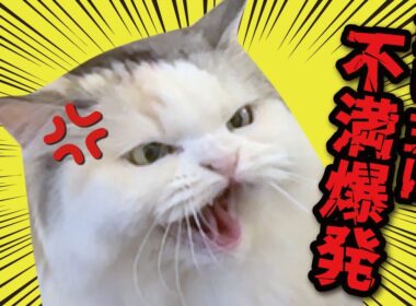 猫たちから飼い主に特大クレームがあるみたいです