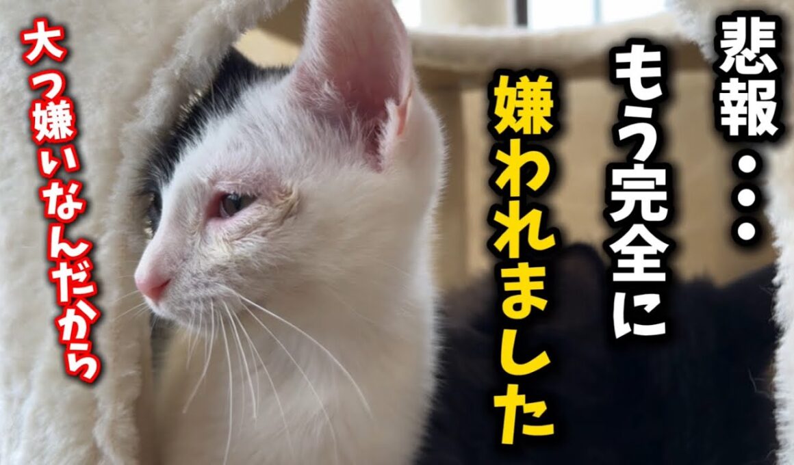 助けてください…子猫に嫌われてしまいました