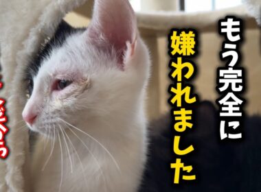 助けてください…子猫に嫌われてしまいました