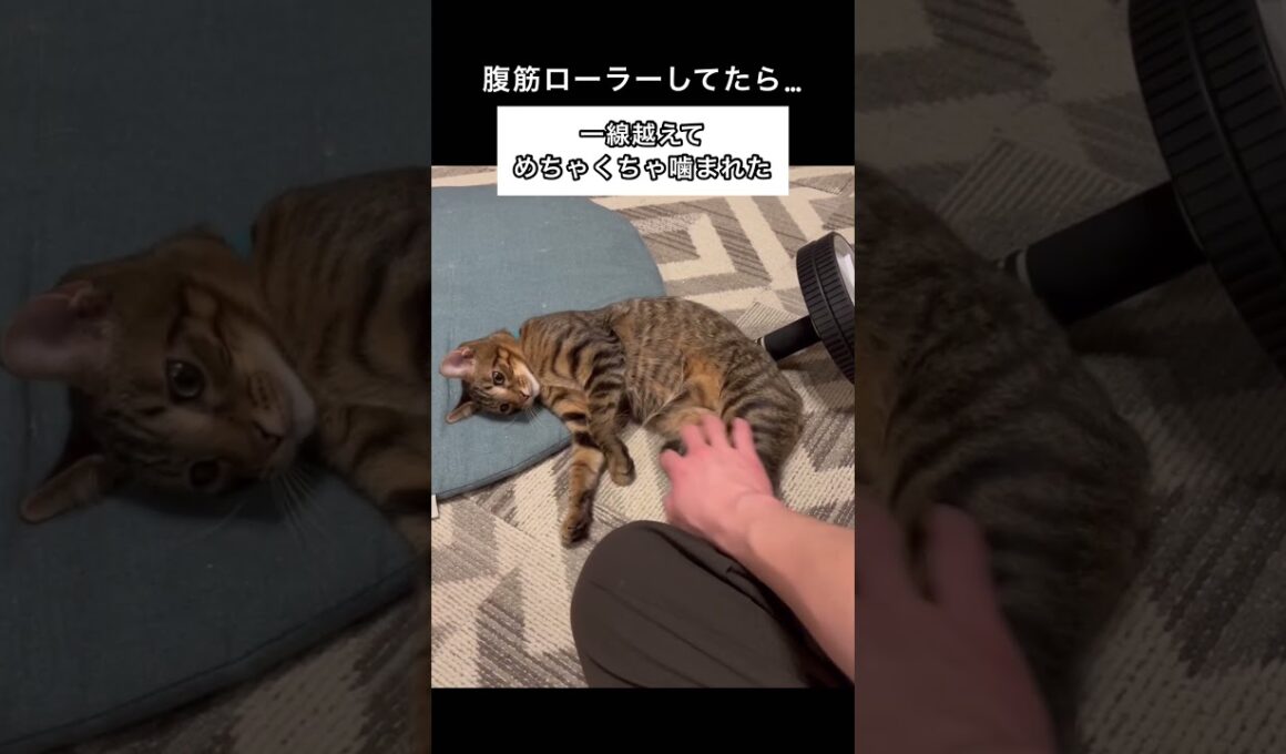 腹筋ローラーしてたら邪魔してきたからー#ペルシャ#チンチラ#猫#ねこ #猫のいる暮らし #癒し #いやし#cat  #ふわふわ #野良猫 #キジトラ白猫