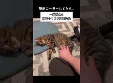 腹筋ローラーしてたら邪魔してきたからー#ペルシャ#チンチラ#猫#ねこ #猫のいる暮らし #癒し #いやし#cat  #ふわふわ #野良猫 #キジトラ白猫