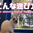 【こんな遊び方】How about playing like this?（バーマン猫）Birman/Cat