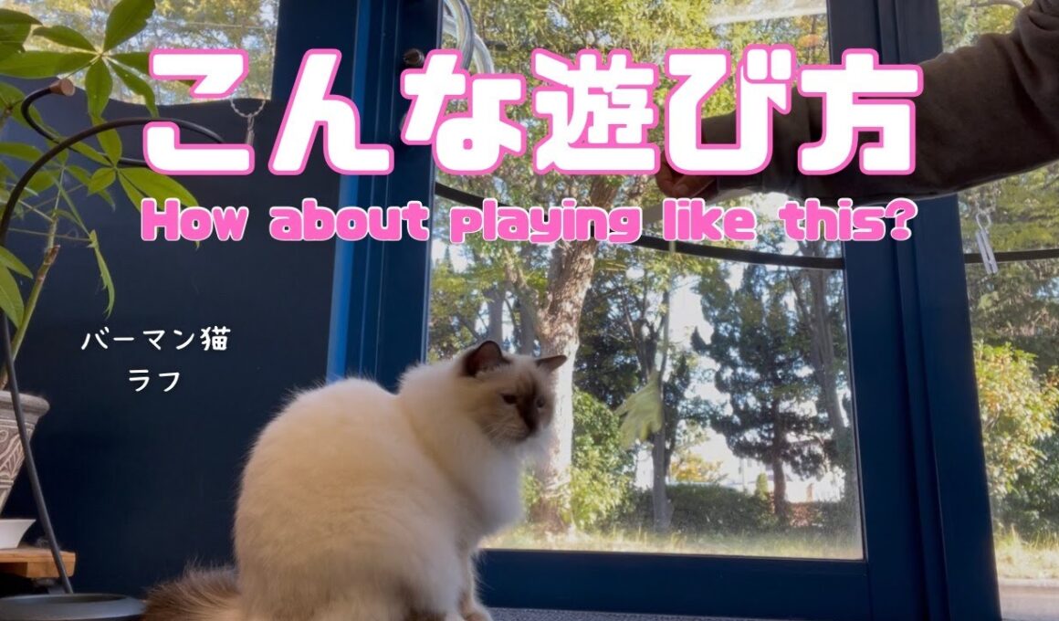 【こんな遊び方】How about playing like this?（バーマン猫）Birman/Cat