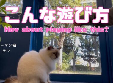 【こんな遊び方】How about playing like this?（バーマン猫）Birman/Cat