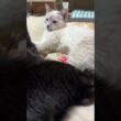 シャムの子ネコ雫「ねえ、黒猫の黒夢、見た。三毛猫ミックスが流木で爪とぎ、爪を滑らせた」