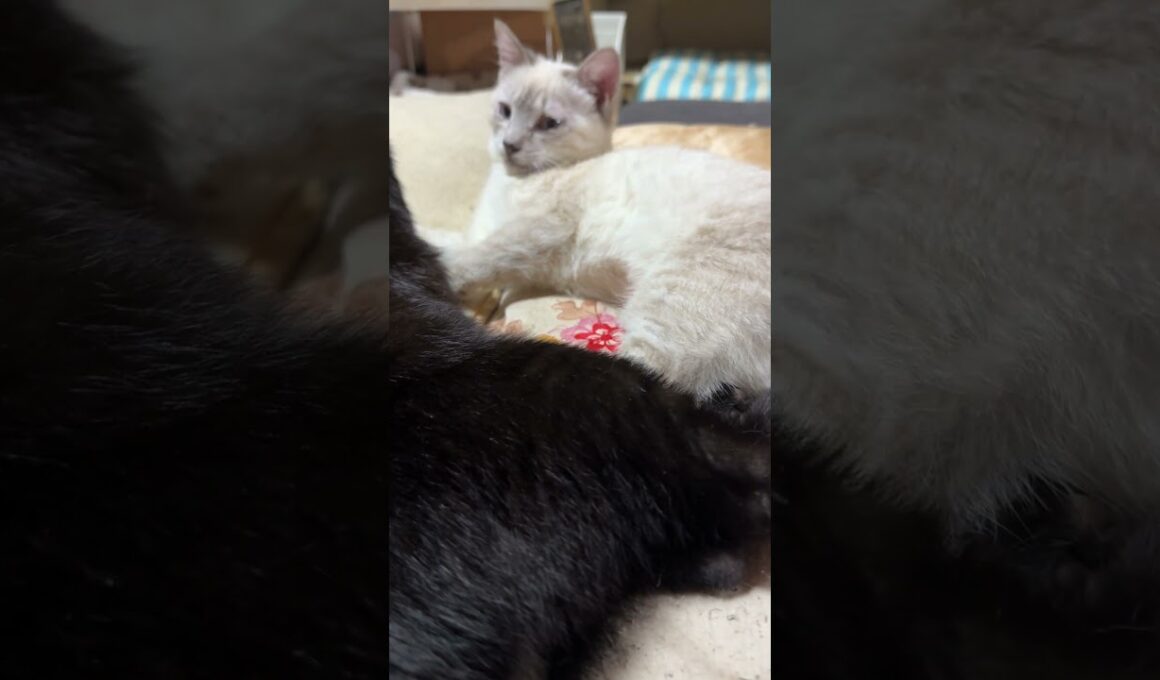 シャムの子ネコ雫「ねえ、黒猫の黒夢、見た。三毛猫ミックスが流木で爪とぎ、爪を滑らせた」