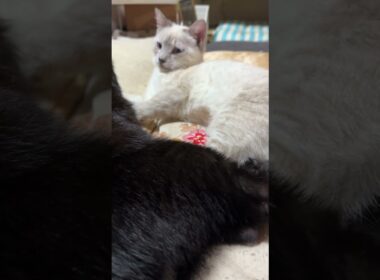 シャムの子ネコ雫「ねえ、黒猫の黒夢、見た。三毛猫ミックスが流木で爪とぎ、爪を滑らせた」