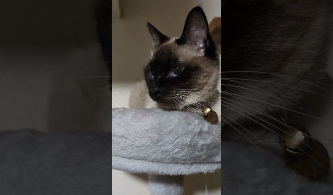 この目…何かを訴えている👁️🐈‍⬛ #cat #catshorts #シャム猫 #しゃむねこ #ねこのいる生活 #ねこのいる暮らし