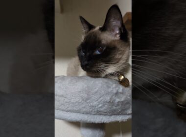 この目…何かを訴えている👁️🐈‍⬛ #cat #catshorts #シャム猫 #しゃむねこ #ねこのいる生活 #ねこのいる暮らし