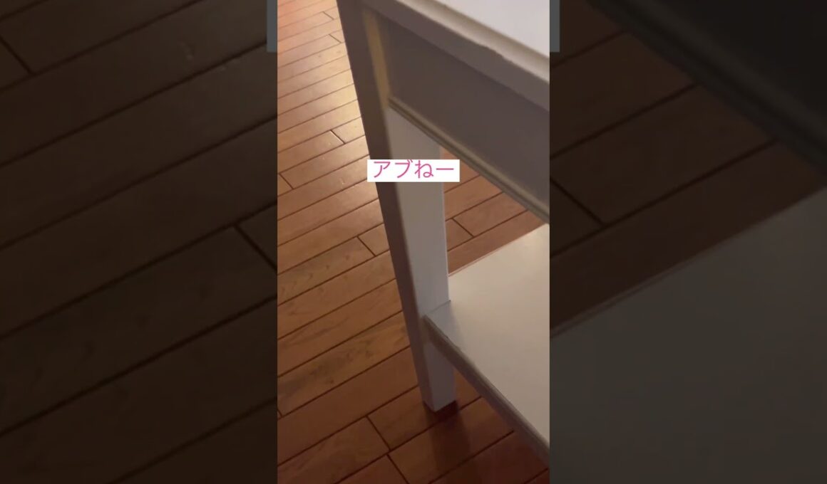 あぶない猫 #アメリカンカール #ねこ動画 #catlife