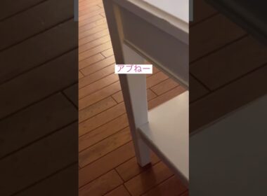 あぶない猫 #アメリカンカール #ねこ動画 #catlife