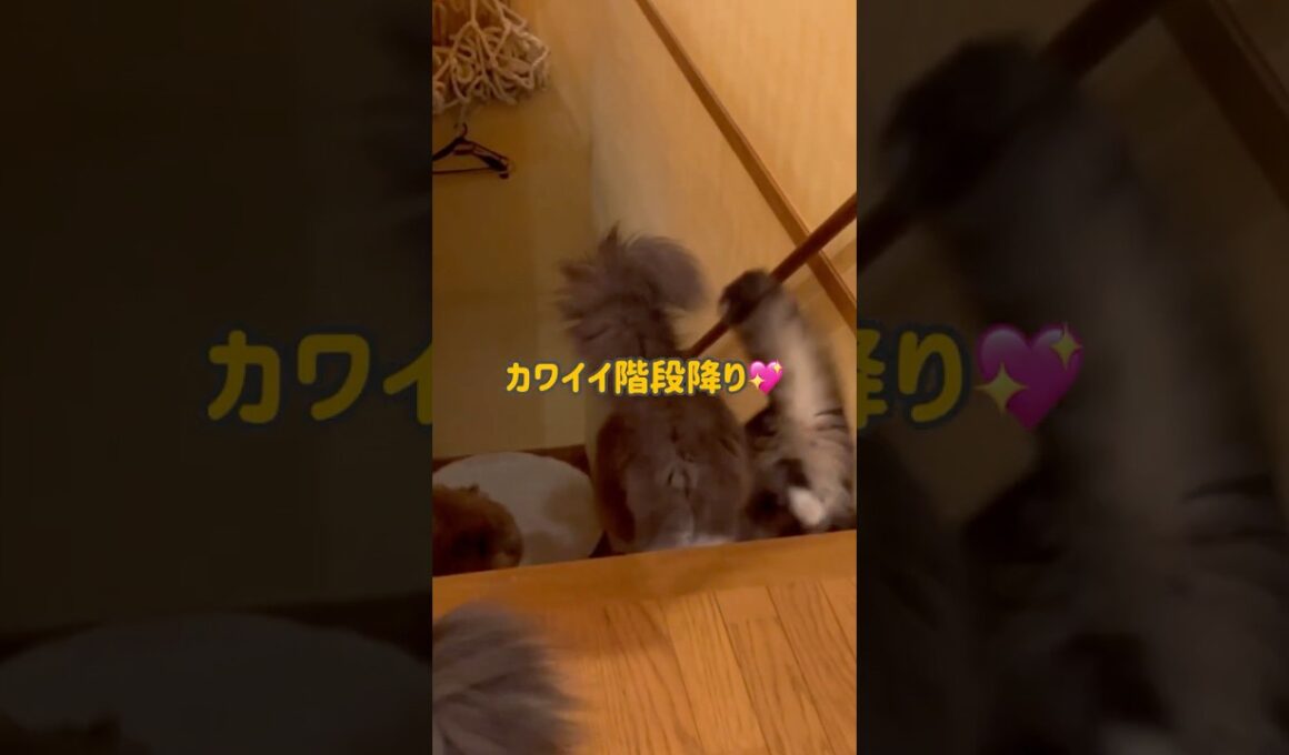階段降り❤︎ #ねこ #ノルウェージャンフォレストキャット #ターキッシュアンゴラ #cat #shorts