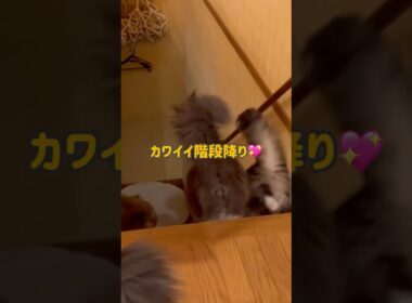 階段降り❤︎ #ねこ #ノルウェージャンフォレストキャット #ターキッシュアンゴラ #cat #shorts