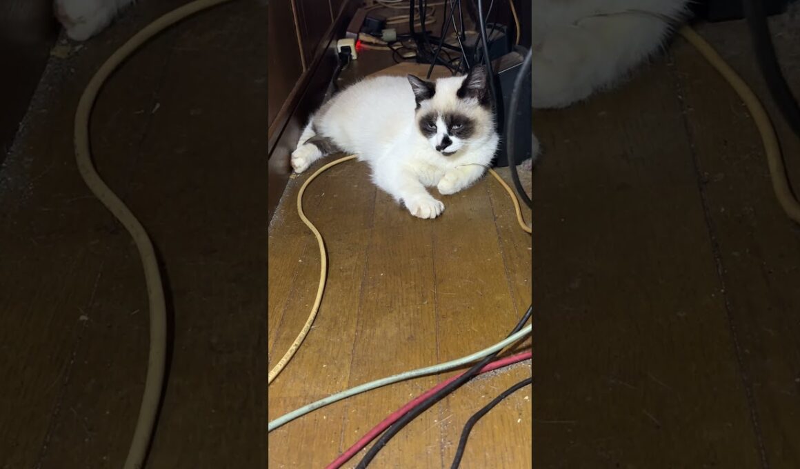 AVラックの細い通路で、しゃがむシャムの子ねこパンダくん。少し、ウp主のそばに近づくようになった