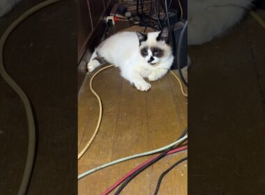 AVラックの細い通路で、しゃがむシャムの子ねこパンダくん。少し、ウp主のそばに近づくようになった