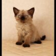 セルカークレックス子猫　Selkirk Rex　2025.９.26産まれ　シールポイント　巻き毛　女の子　シーダキャット猫のお店