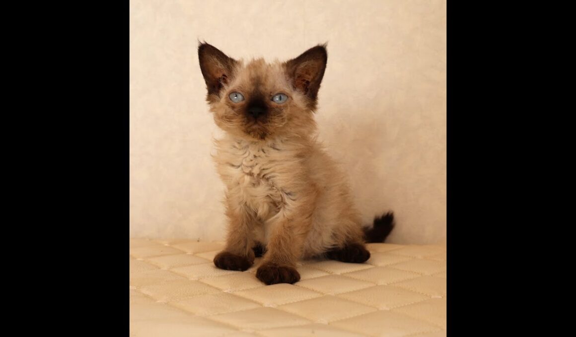 セルカークレックス子猫　Selkirk Rex　2025.９.26産まれ　シールポイント　巻き毛　女の子　シーダキャット猫のお店