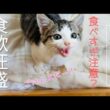 【子猫保護】食べすぎ注意！？の子猫