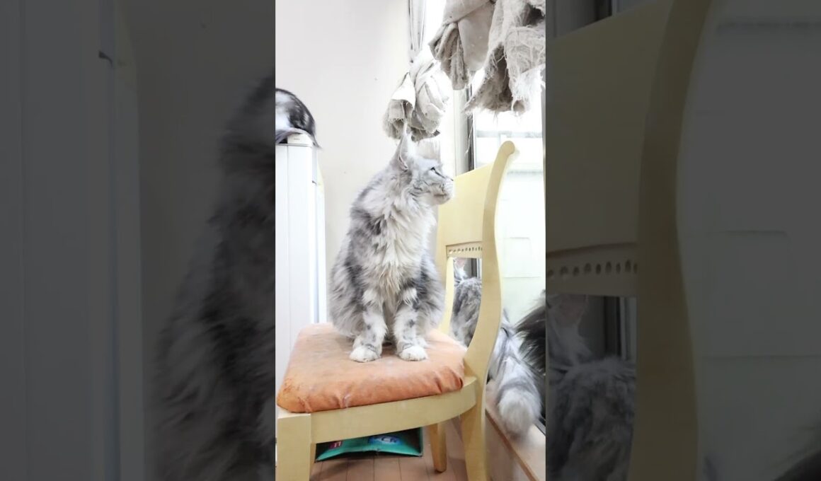 出産前2週間シルバーのメインクーン祭りさん