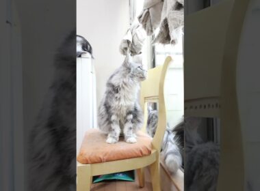 出産前2週間シルバーのメインクーン祭りさん