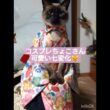 ちょこさん😺七変化最後に正体が発覚 #シャム猫 #たぬき猫 #ai生成動画