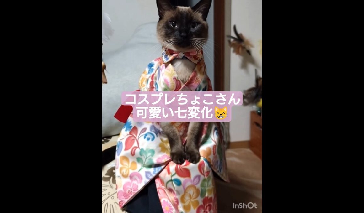 ちょこさん😺七変化最後に正体が発覚 #シャム猫 #たぬき猫 #ai生成動画