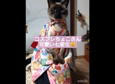 ちょこさん😺七変化最後に正体が発覚 #シャム猫 #たぬき猫 #ai生成動画