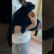 抱っこ大好き黒猫ボンベイ　#子猫 #ねこ動画 #ねこ #ねこのいる生活 #ねこのいる暮らし #猫 #猫好きさんと繋がりたい #甘えん坊 #かわいい #癒やし