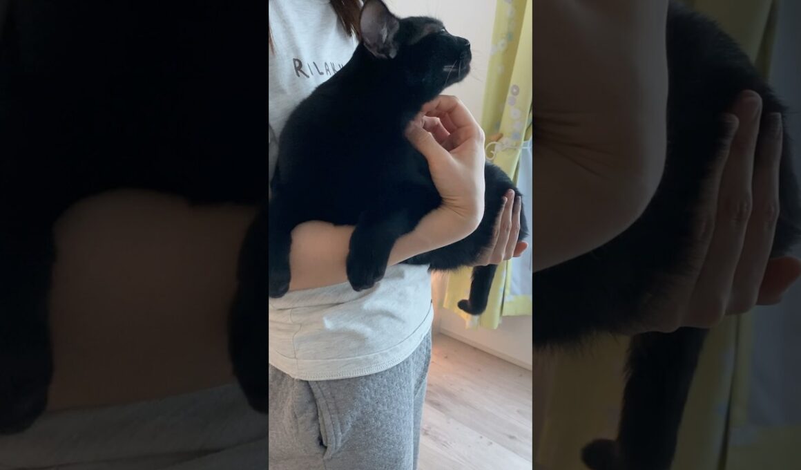 抱っこ大好き黒猫ボンベイ　#子猫 #ねこ動画 #ねこ #ねこのいる生活 #ねこのいる暮らし #猫 #猫好きさんと繋がりたい #甘えん坊 #かわいい #癒やし