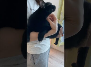 抱っこ大好き黒猫ボンベイ　#子猫 #ねこ動画 #ねこ #ねこのいる生活 #ねこのいる暮らし #猫 #猫好きさんと繋がりたい #甘えん坊 #かわいい #癒やし