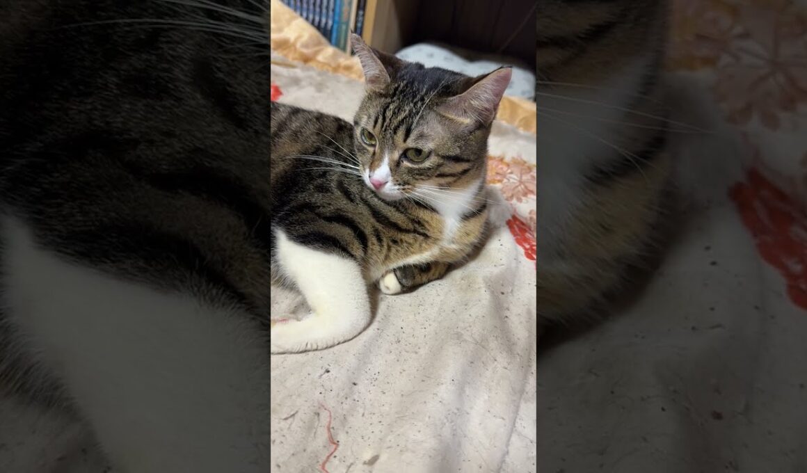 キジシロのルル「シャムの子ねこパンダ。ボール遊び、お手本を見せたから、やってごらん」