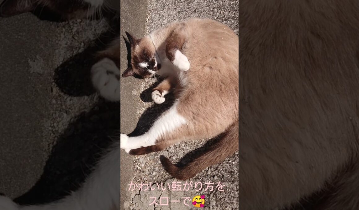 転がり方が いちいち可愛い😍 #猫 #ねこ #cat #シャム猫 #癒し #Shorts