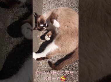 転がり方が いちいち可愛い😍 #猫 #ねこ #cat #シャム猫 #癒し #Shorts